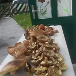 Zielona Przystan