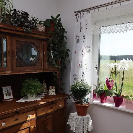 Zielona Przystan Boruja
