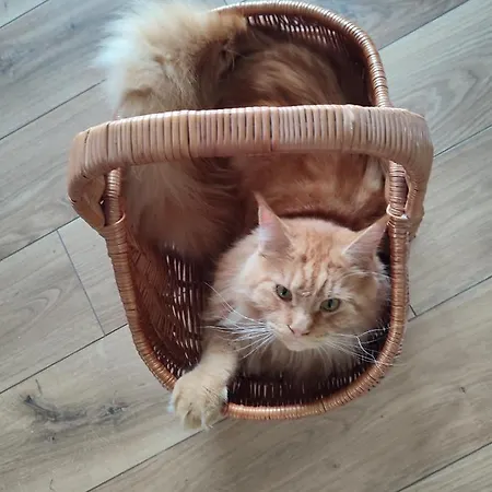 Zielona Przystań Apartament Boruja