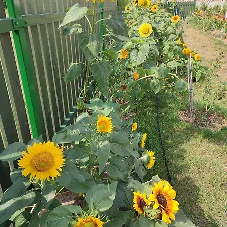 アパート Zielona Przystan Boruja