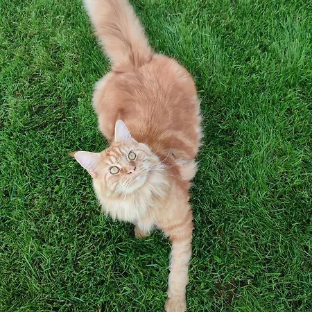 Zielona Przystań Apartament *