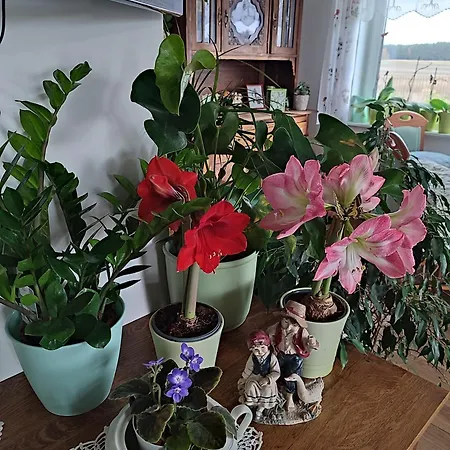 Apartament Zielona Przystań Boruja