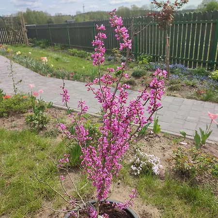 Zielona Przystan Boruja