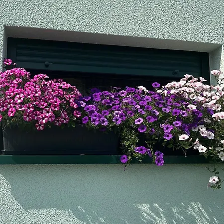 Zielona Przystan * Boruja