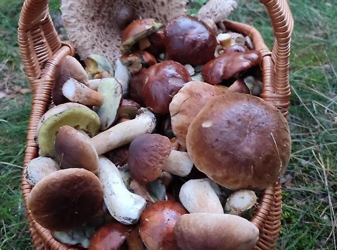 Zielona Przystan Boruja