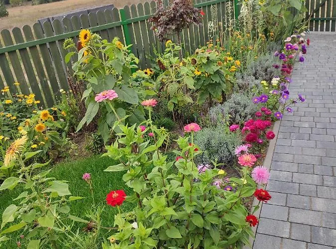 Zielona Przystan Boruja