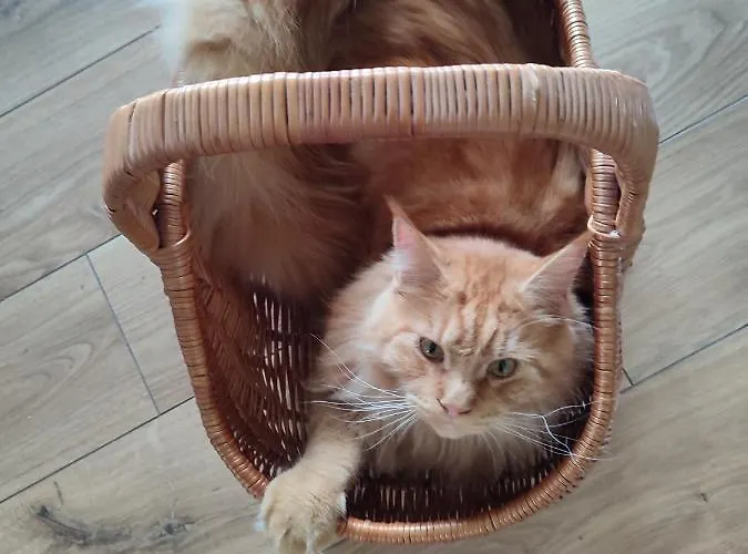 Zielona Przystan Apartment Boruja