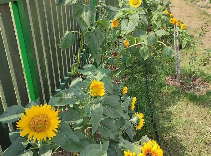 Apartment Zielona Przystan Boruja