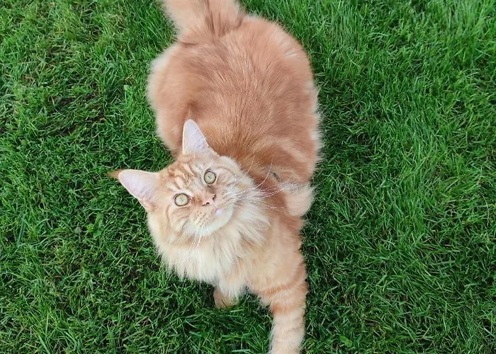 Zielona Przystan Apartment *