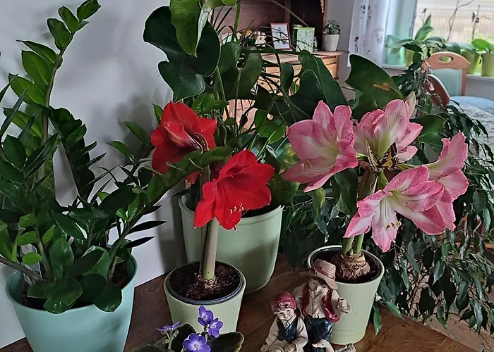 Apartment Zielona Przystan Boruja