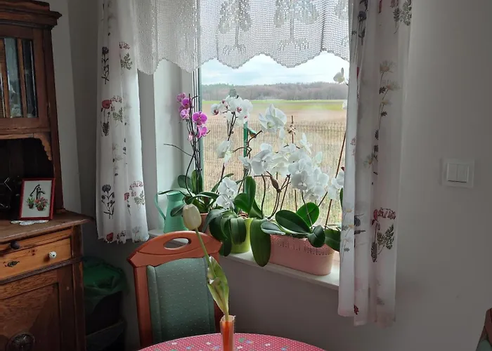 Zielona Przystan * Boruja