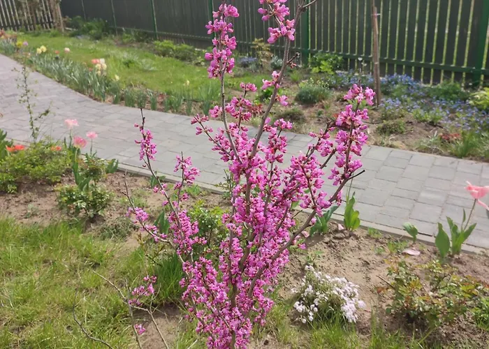 Zielona Przystan Boruja